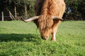 Highland Hairy brown Cattle