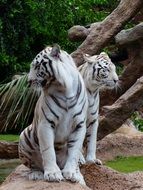two white tigers in zoo