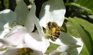 bee on apple blossoms close up