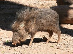 chacoan peccary in South America