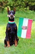 doberman holding a hungary flag in his mouth