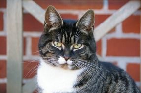 striped domestic cat on brick wall background