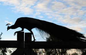 Peacock with closed Tail Feathers on fence, Silhouette