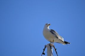 White and black seagull