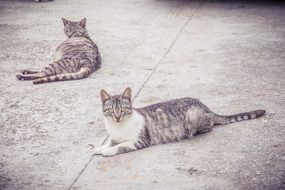 cats in black and white background