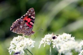 butterfly sits on a white flower in nature