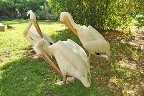 three white pelicans in a wildlife park
