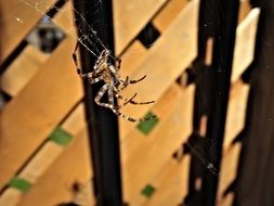 spider on the web near the fence