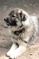 gray fluffy watchdog on a chain