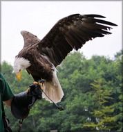 Eagle on the hand close-up on blurred background