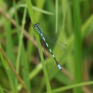 long unusual dragonfly on a green leaf
