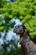 portrait of a beautiful black smooth-haired dog
