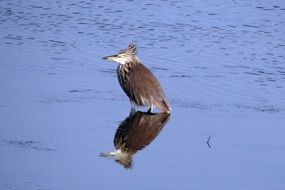 indian heron on the pond