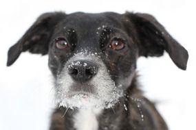 Pooch in the Snow