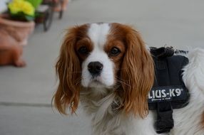 Cavalier King Charles Spaniel is on the road