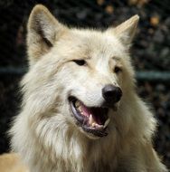 light wolf with fangs close up
