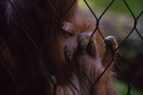 gorilla paw on a grid