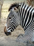 black and white zebra at the zoo