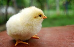 little yellow chick outdoors