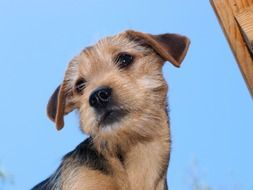 Portrait of the puppy