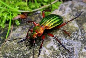 gold ground beetle on the stone