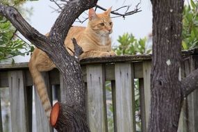 red cat sitting on the fence