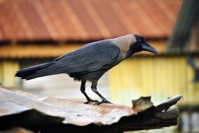 closeup view of crow bird on the roof