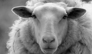 fascinating Sheep Farm