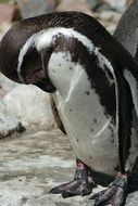 Penguin in the Walsrode bird park, germany