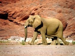 elephant in a red canyon in Namibia