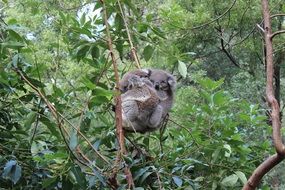 two koalas hang on a tree in Australia