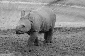 gray rhinoceros on the ground