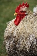 Poultry Gockel Bird