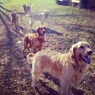 Golden Retrievers, five Dogs outdoor