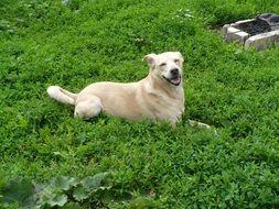 dog in the meadow