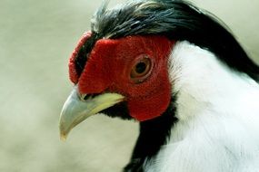 portrait of poultry on a blurred background