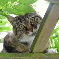 curious domestic cat in hiding place