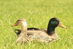 unmatched Ducks Hybrid