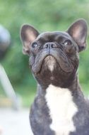 cute French Bulldog looking up, portrait