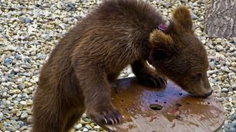 Bear Puppy