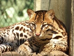 Ocelot or Leopardus pardalis