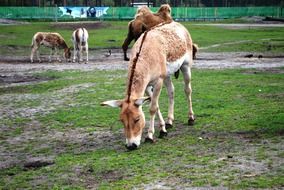 brown donkey in the farmland