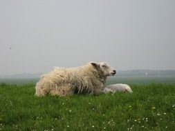 Domestic Sheep on dyke on a meadow