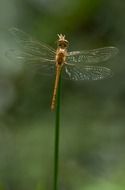 Detailed photo of Sympetrum Striolatum