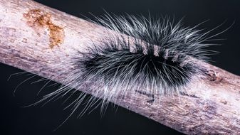 black and white prickly caterpillar