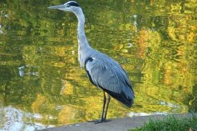 standing great blue heron