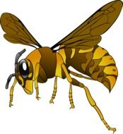 Hornet Wasp Insect drawing