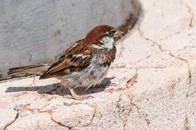 sparrow on the stone embankment