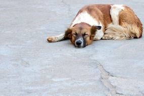 sleeping dog on the pavement