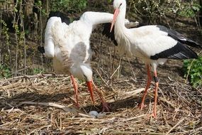 two white stork on a river bank
